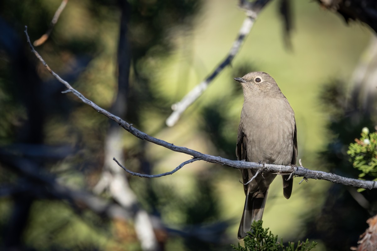 Townsend's Solitaire - ML609340257