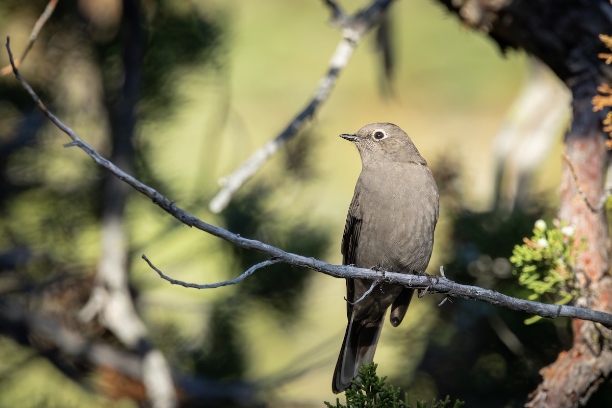 Townsend's Solitaire - ML609340258