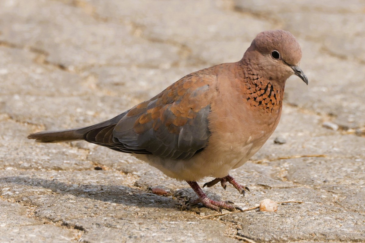 Laughing Dove - ML609340265