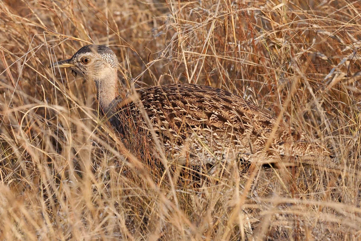 Red-crested Bustard - ML609340407