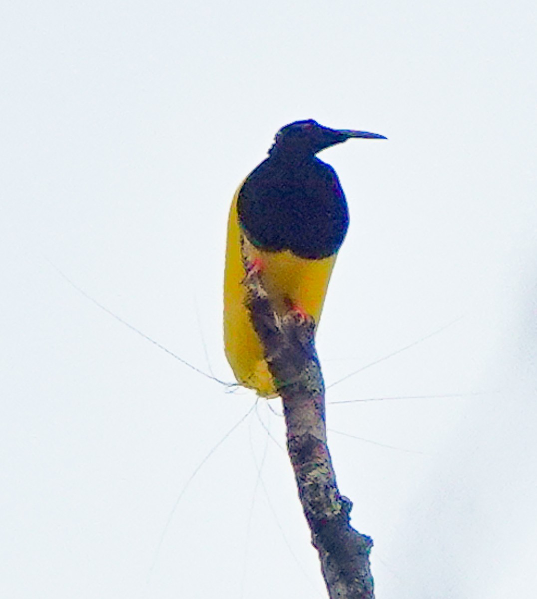 Twelve-wired Bird-of-Paradise - Arden Anderson