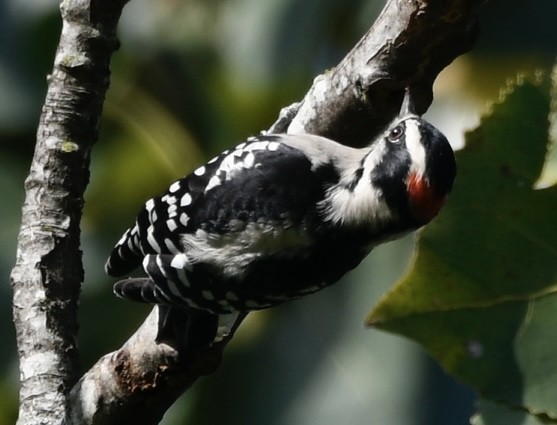 Downy Woodpecker - ML609340577