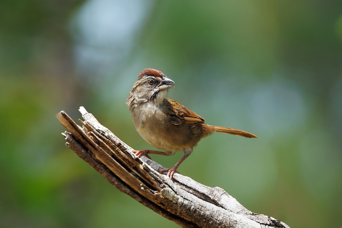 Rusty Sparrow - ML609340581