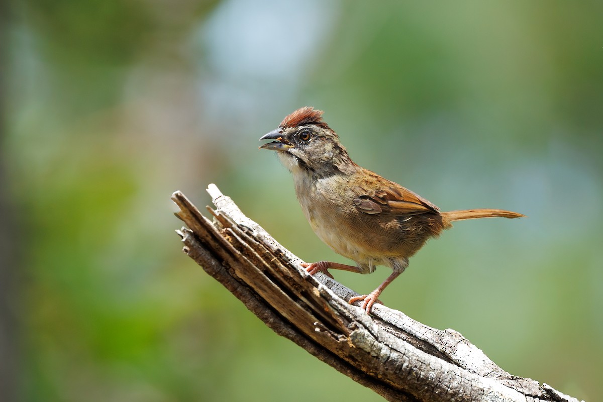 Rusty Sparrow - Hernan Riverol