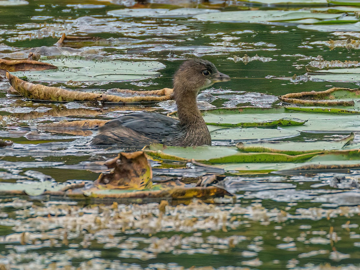 Pied-billed Grebe - ML609340791