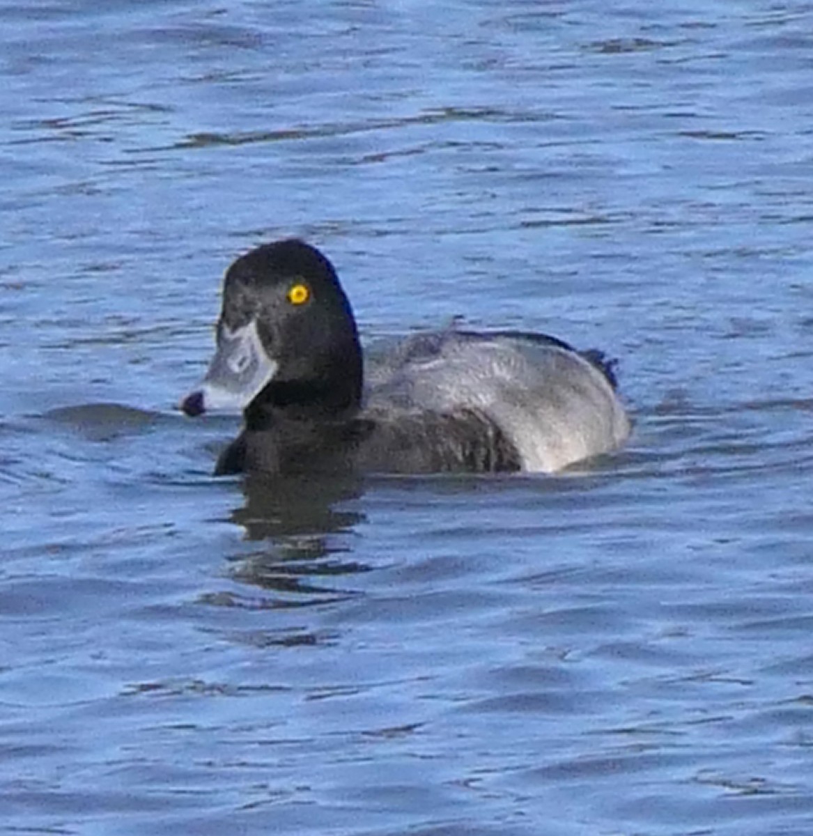 Greater Scaup - ML609340813
