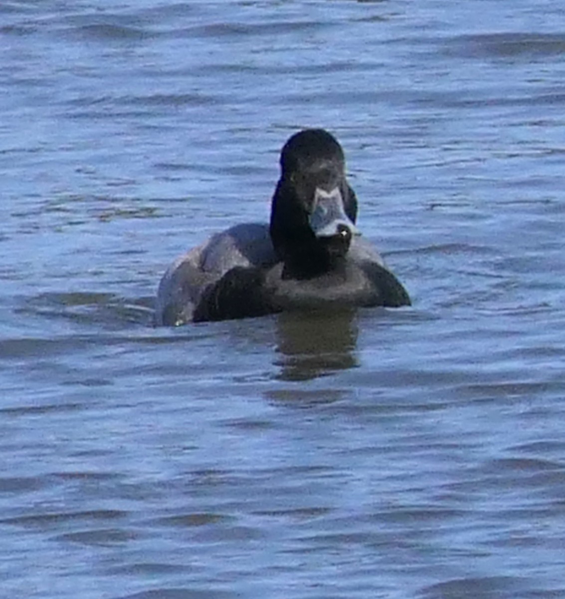 Greater Scaup - ML609340814
