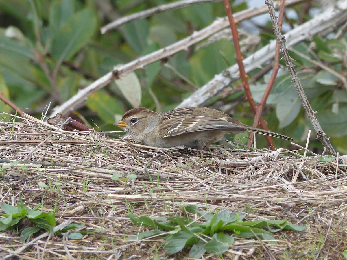 White-crowned Sparrow - ML609340850