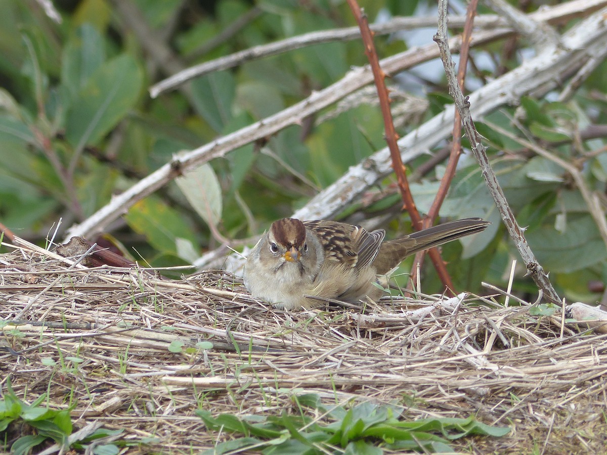 White-crowned Sparrow - ML609340852