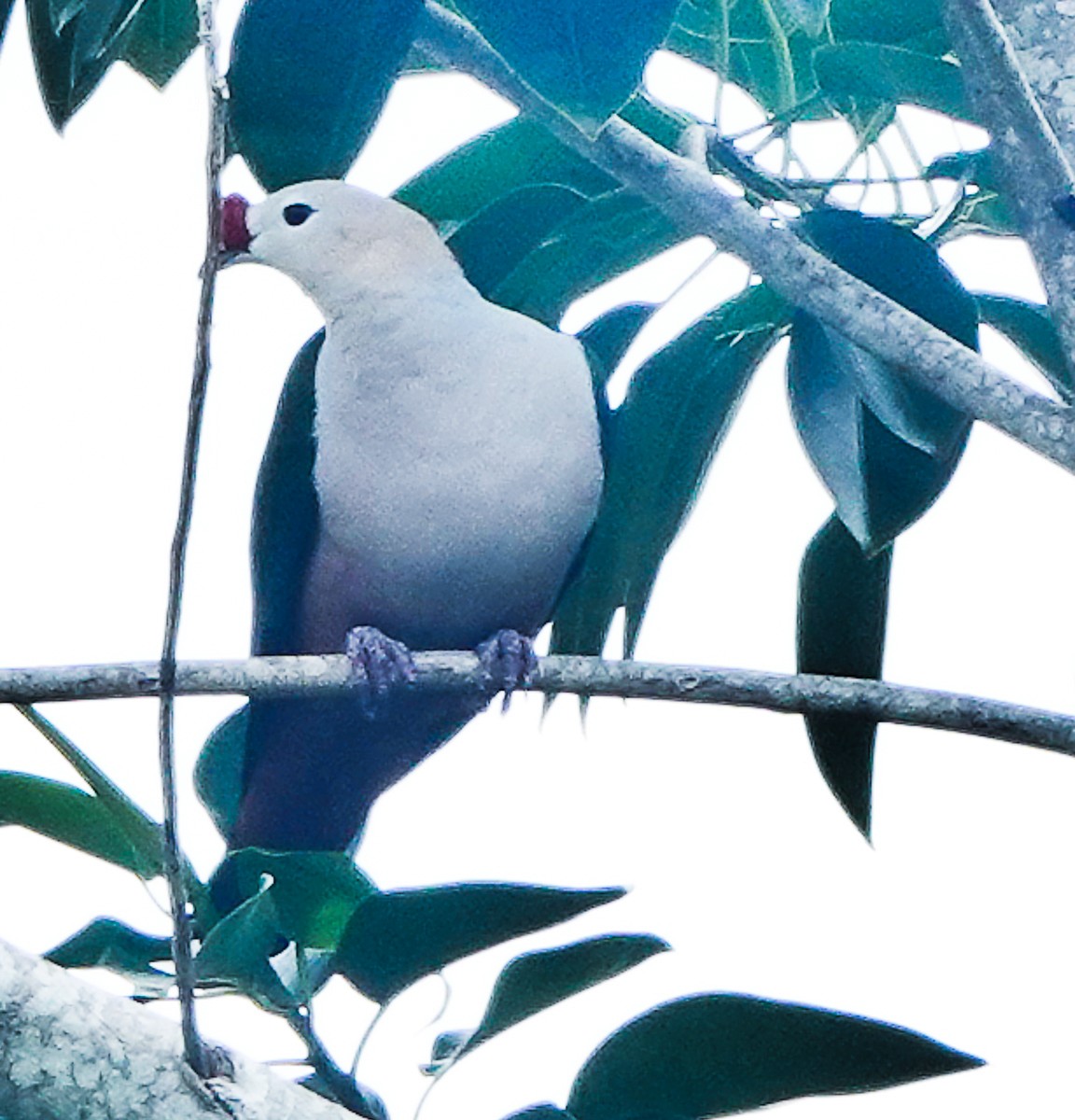 Red-knobbed Imperial-Pigeon - ML609340991