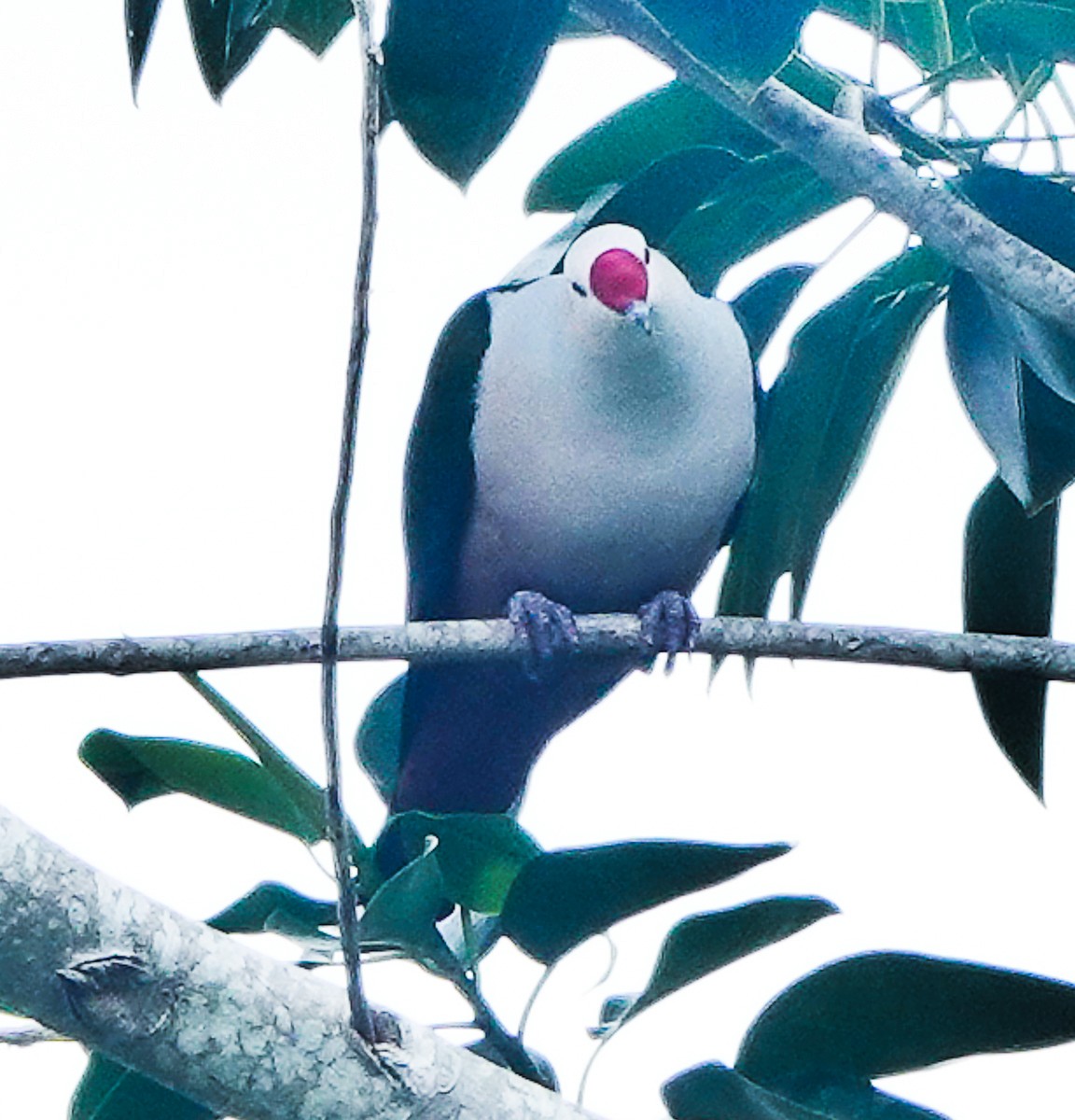 Red-knobbed Imperial-Pigeon - ML609340992