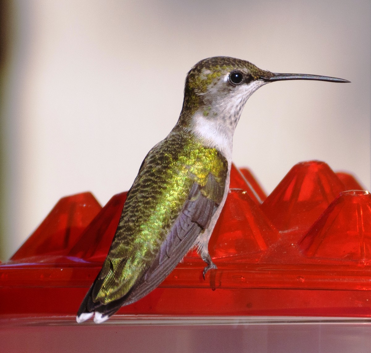 Ruby-throated Hummingbird - ML609341002
