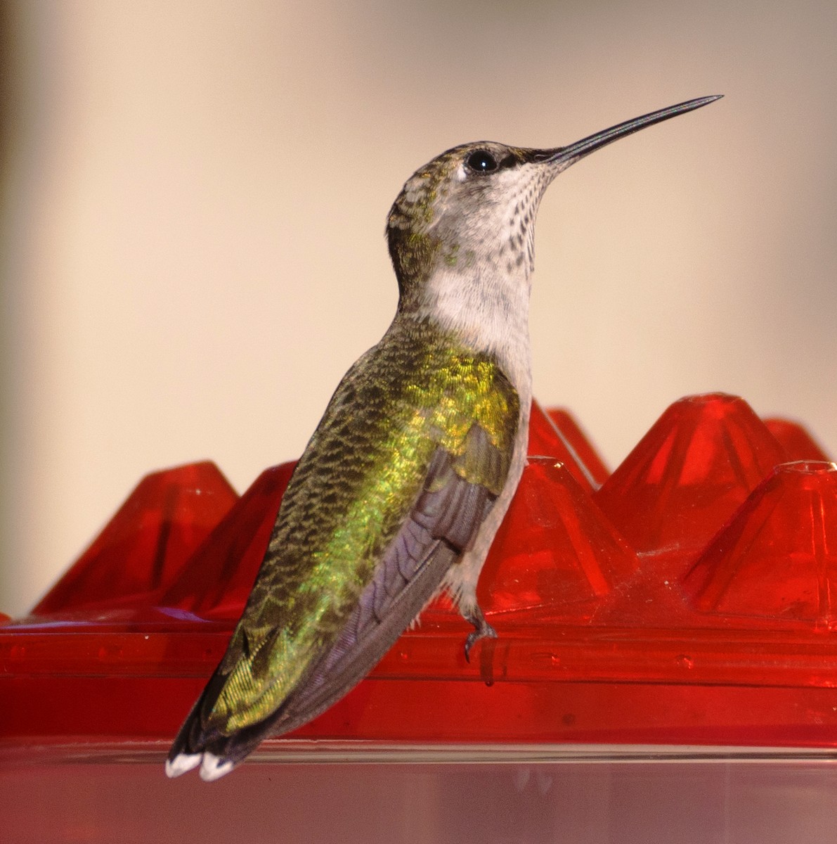 Ruby-throated Hummingbird - ML609341004