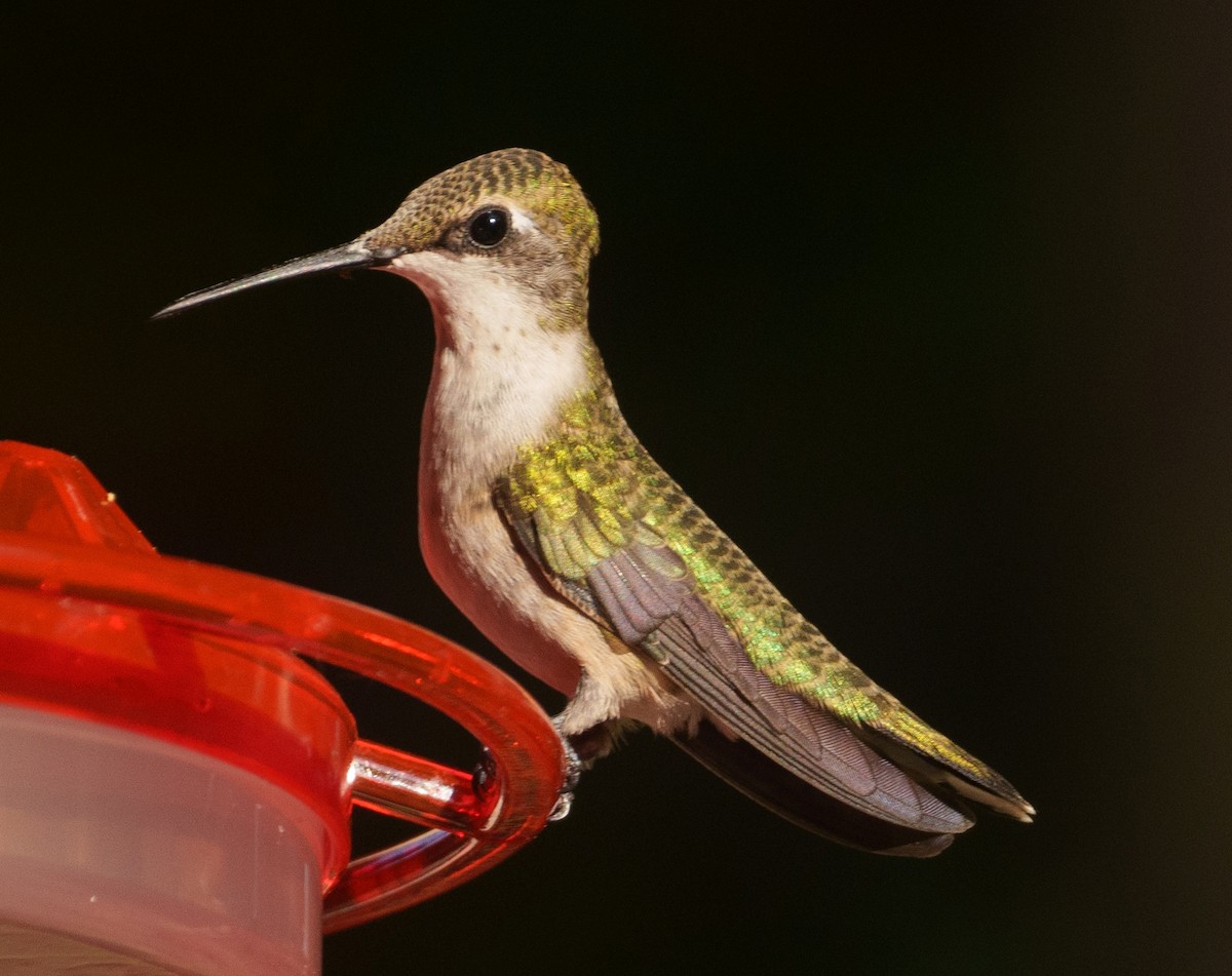 Ruby-throated Hummingbird - ML609341005