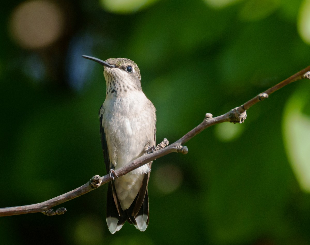 Ruby-throated Hummingbird - ML609341006