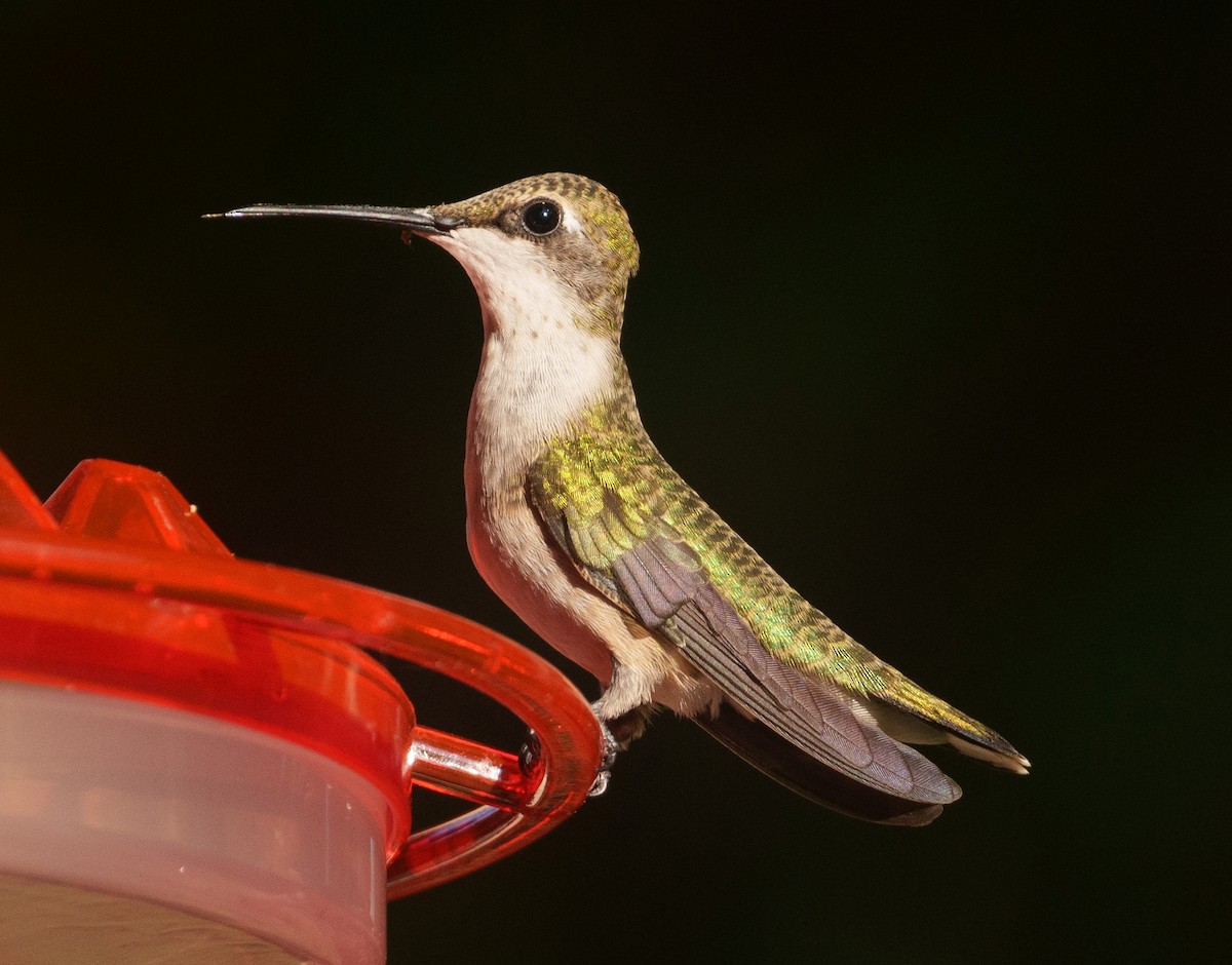 Ruby-throated Hummingbird - ML609341007