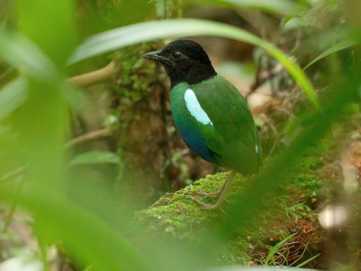 Biak Hooded Pitta - Pitta rosenbergii - Birds of the World