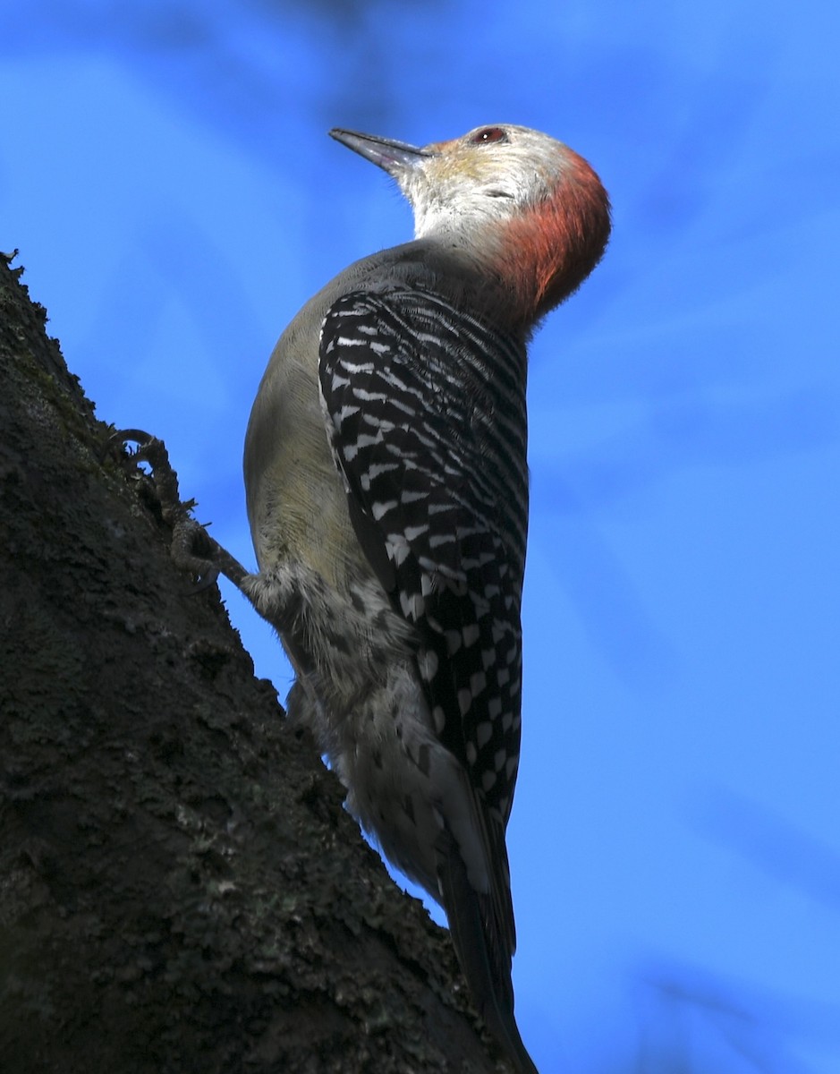 Red-bellied Woodpecker - ML609341222