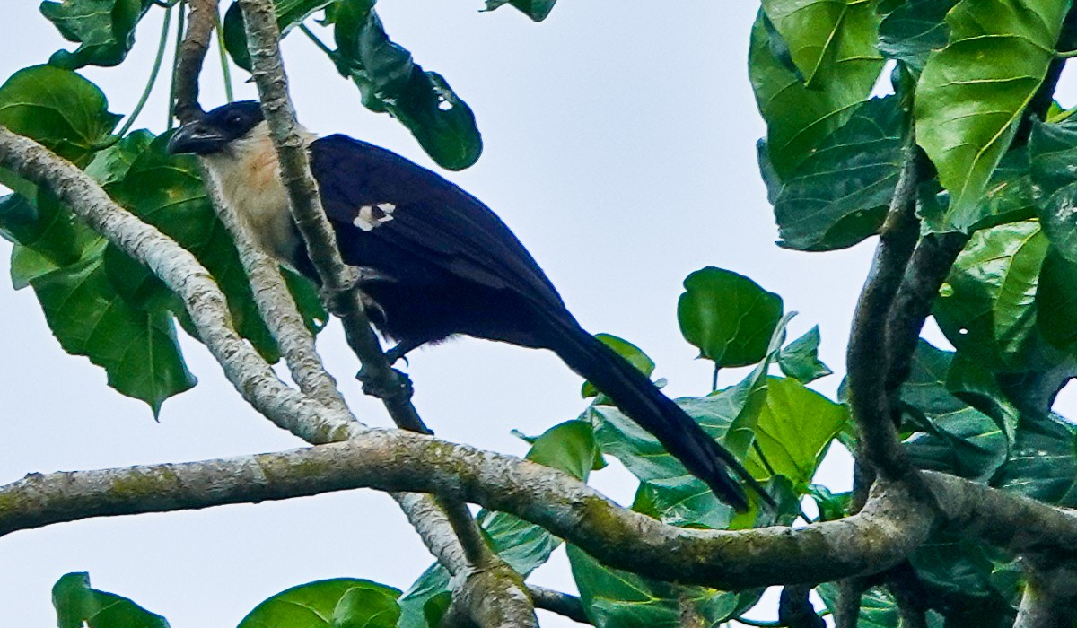 Pied Coucal - ML609341257