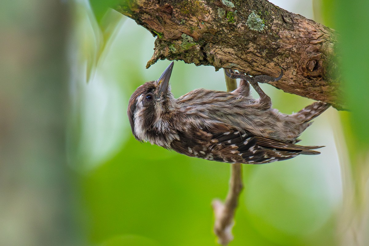 Sunda Pygmy Woodpecker - ML609341326