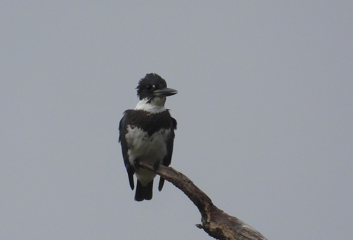 Belted Kingfisher - ML609341330