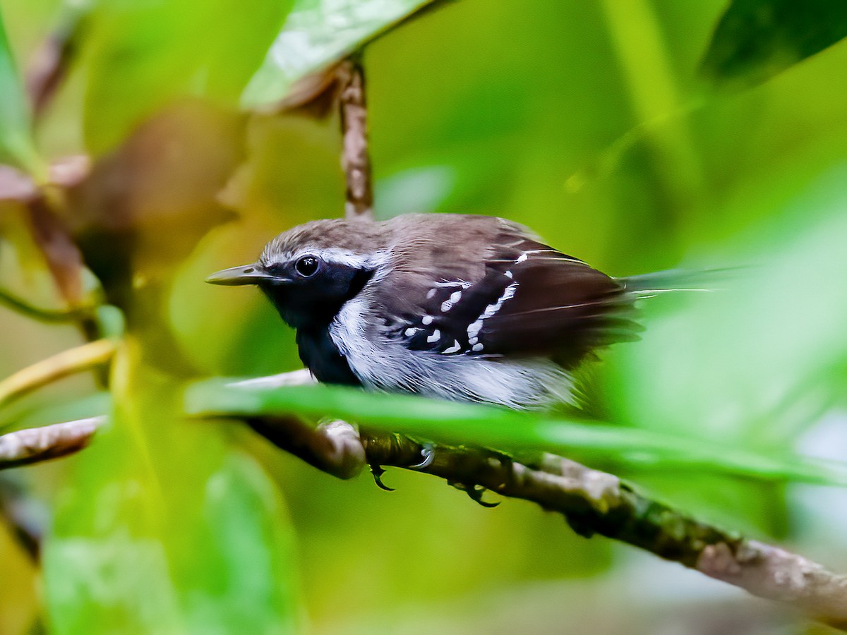 White-flanked Antwren - eBird