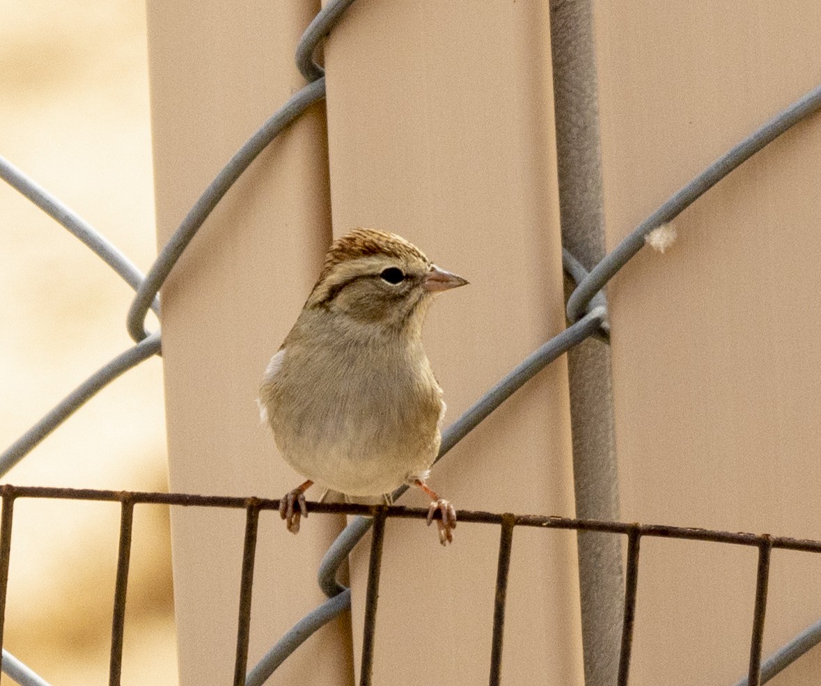 Chipping Sparrow - ML609341848
