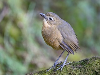  - Tawny Antpitta