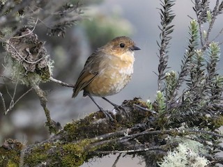  - Boyaca Antpitta