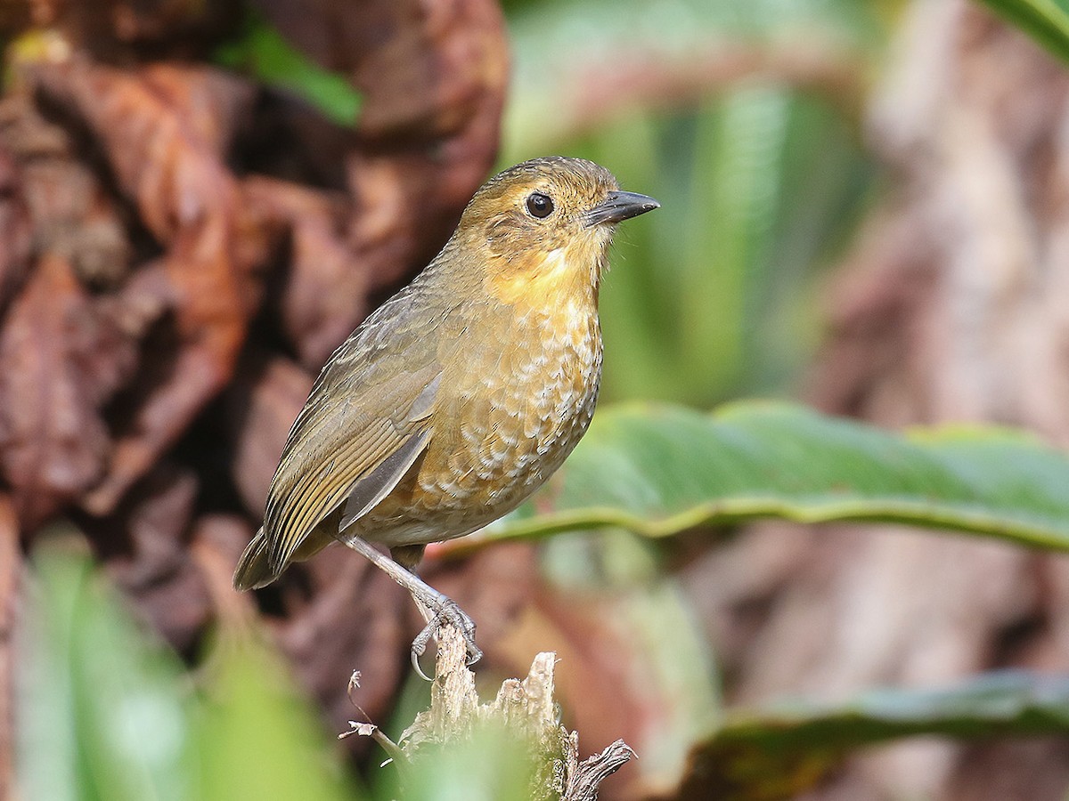 Atuen Antpitta - Grallaria atuensis - Birds of the World