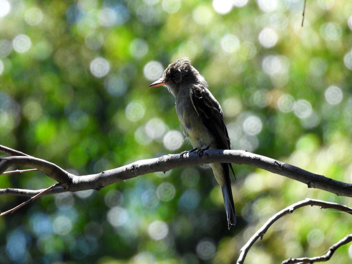 Greater Pewee - ML609342208