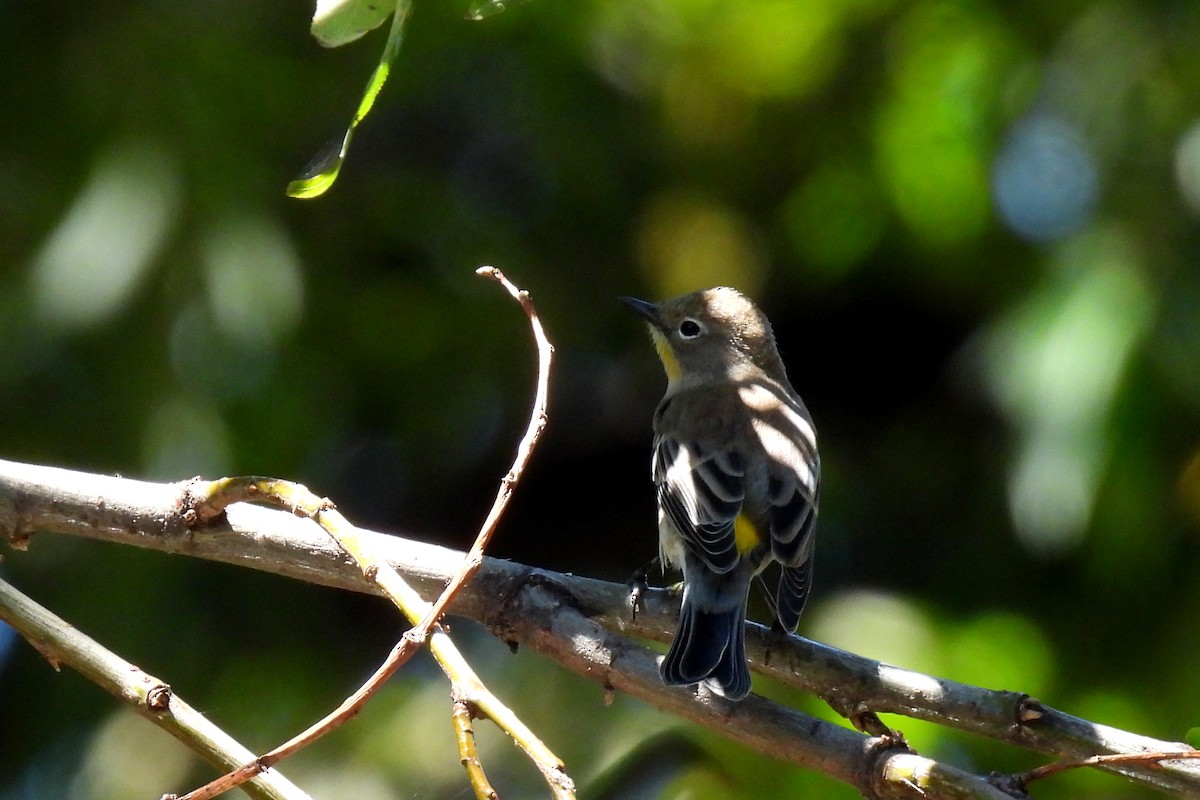 Yellow-rumped Warbler (Audubon's) - ML609342236
