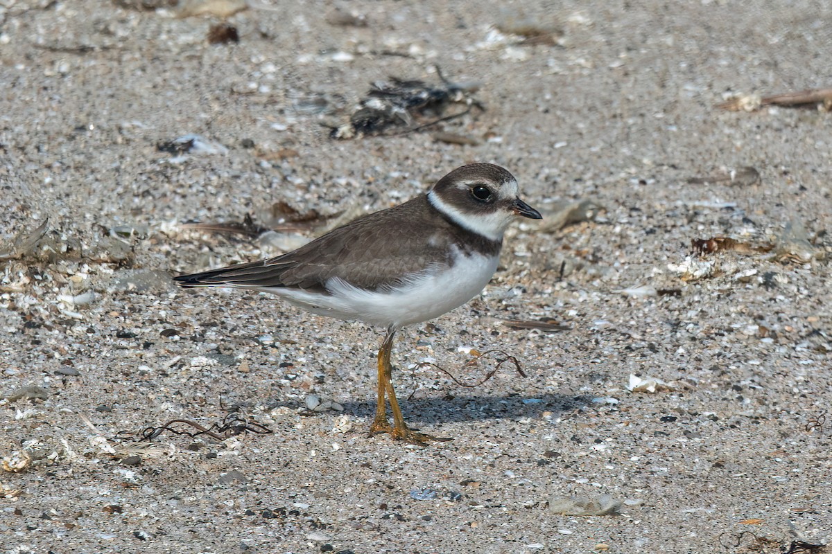 Semipalmated Plover - ML609342243