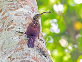  - Xingu Scythebill