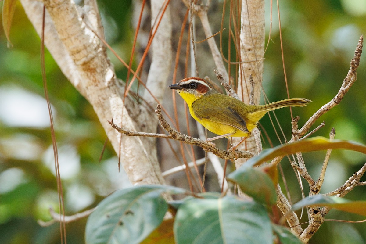 Rufous-capped Warbler - ML609342337