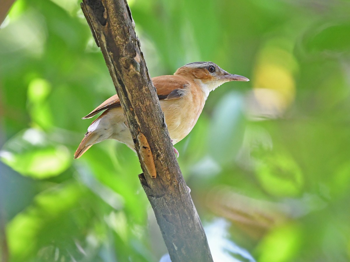 Caribbean Hornero - Furnarius longirostris - Birds of the World