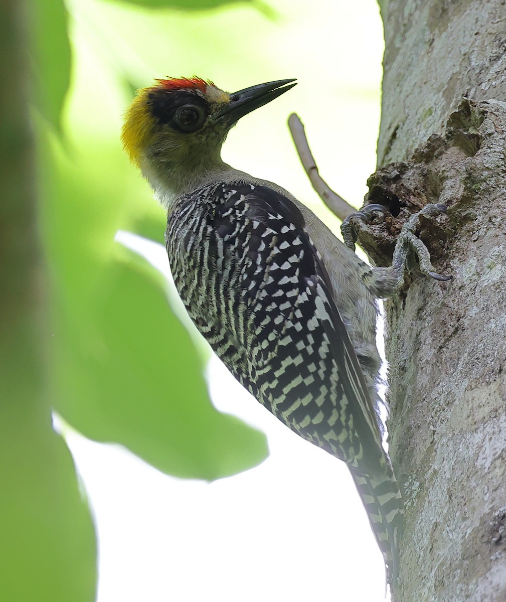 Golden-cheeked Woodpecker - ML609342584