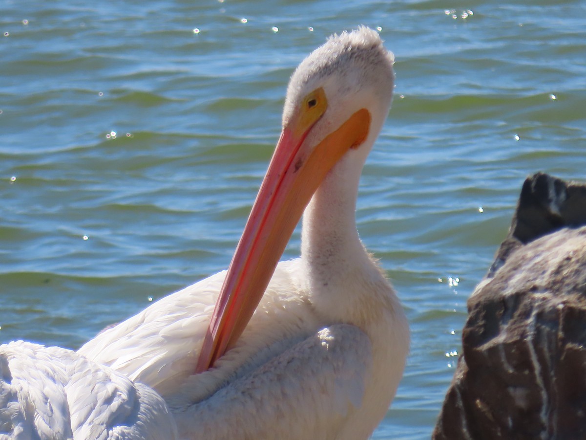 pelikán severoamerický - ML609342644