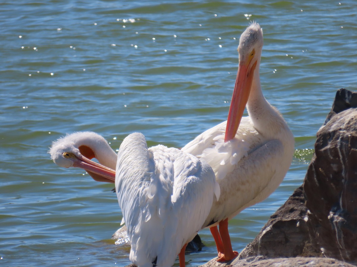 pelikán severoamerický - ML609342645