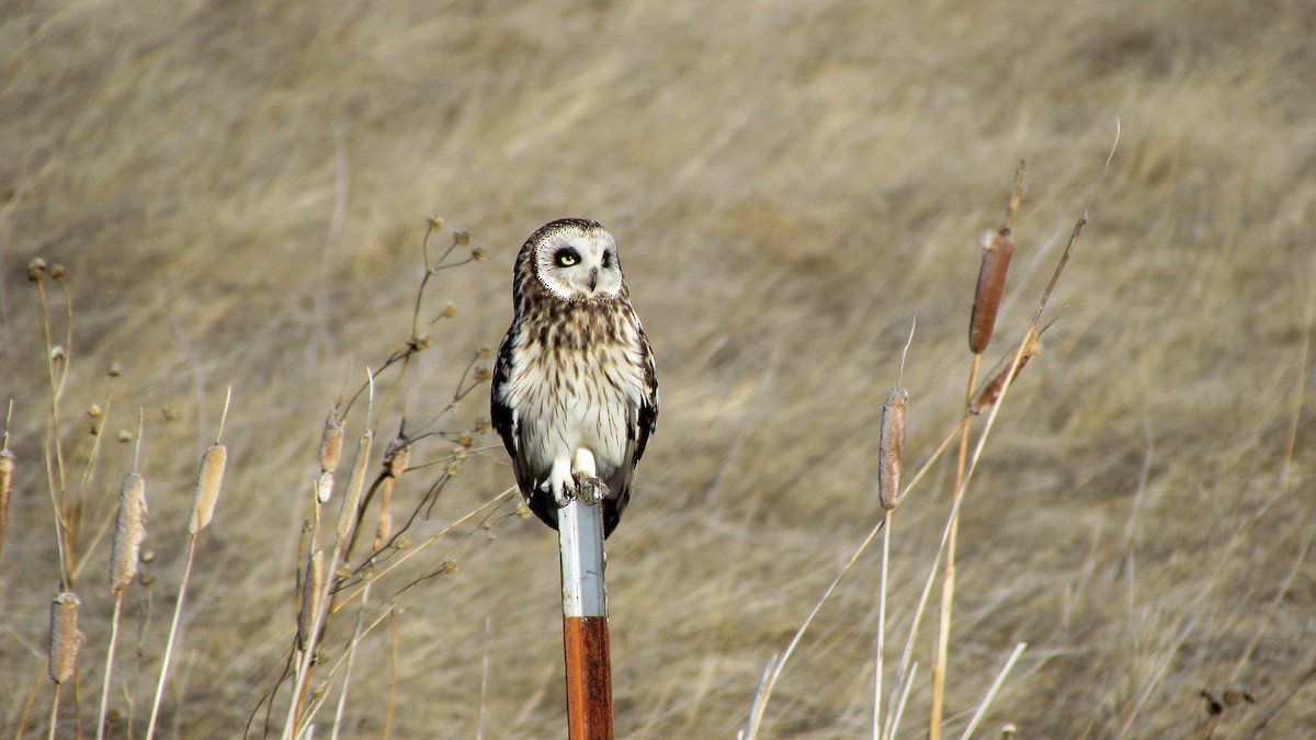 Short-eared Owl - ML609342647