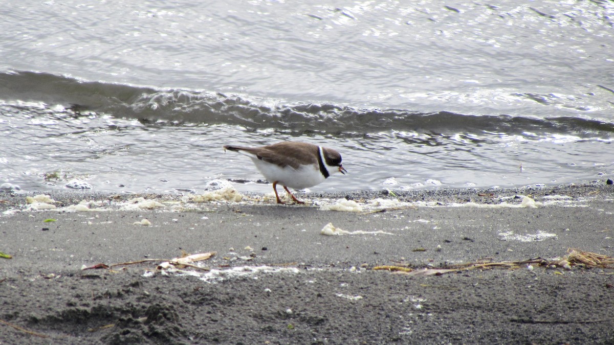 Semipalmated Plover - ML609342702