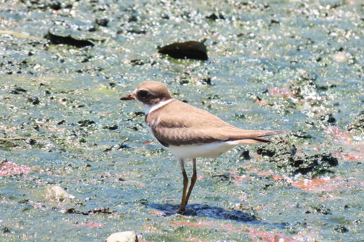 Semipalmated Plover - ML609342738