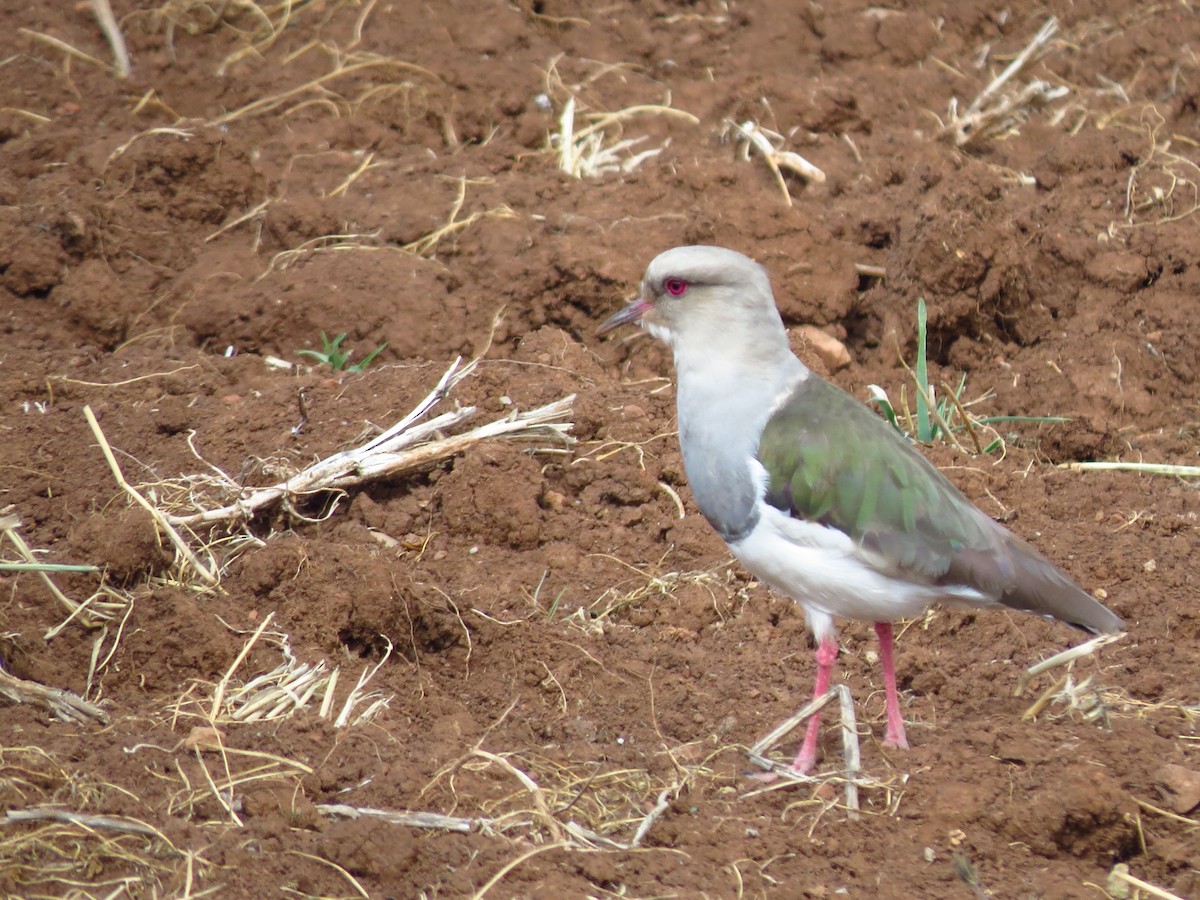 Andean Lapwing - ML609342846