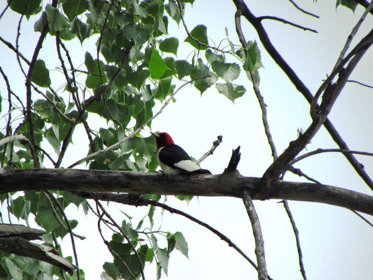 Red-headed Woodpecker - ML609343170
