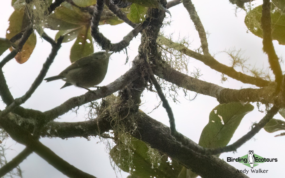 Island Leaf Warbler (New Guinea) - Andy Walker - Birding Ecotours