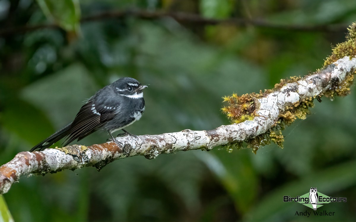 Friendly Fantail - Andy Walker - Birding Ecotours