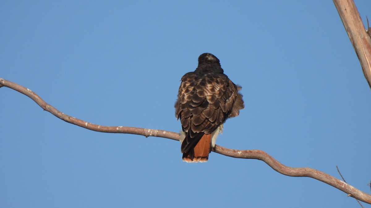 Red-tailed Hawk - ML609343422