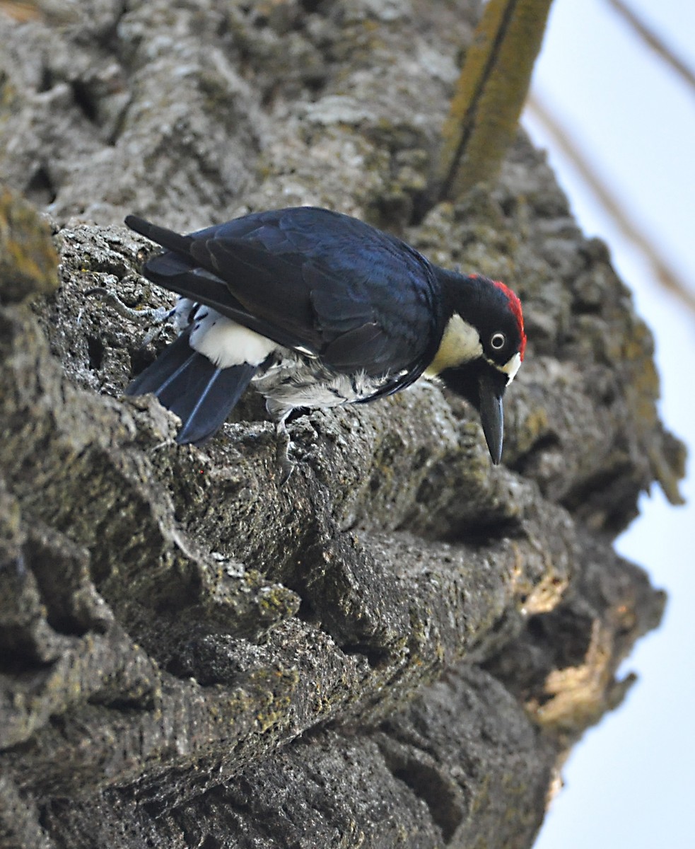 Acorn Woodpecker - ML609343641