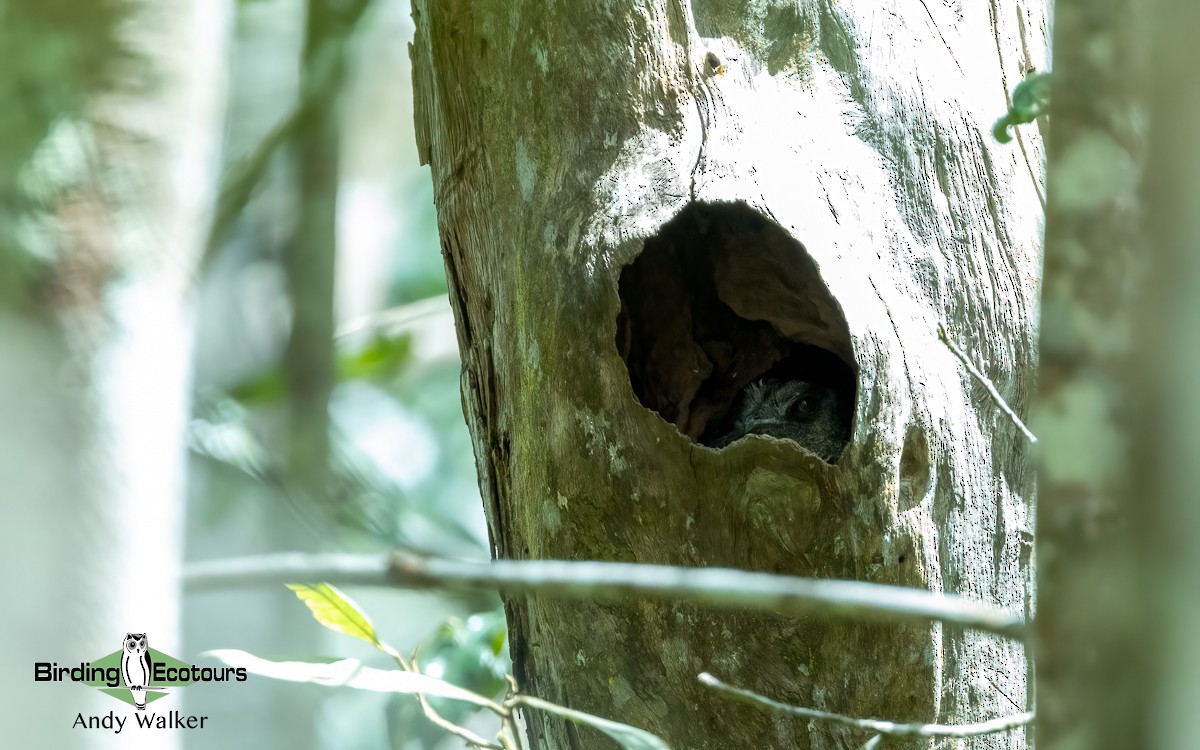 Barred Owlet-nightjar (Barred) - ML609343664