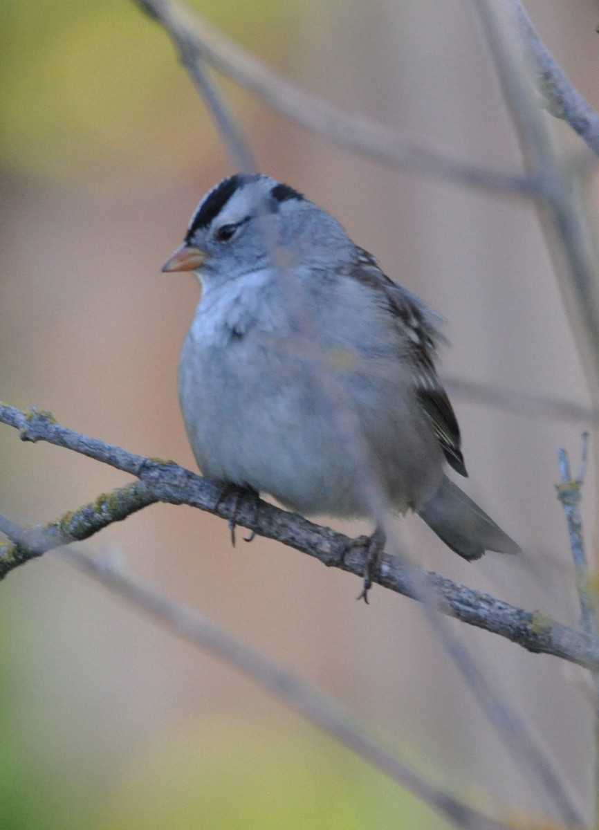 White-crowned Sparrow - ML609343692